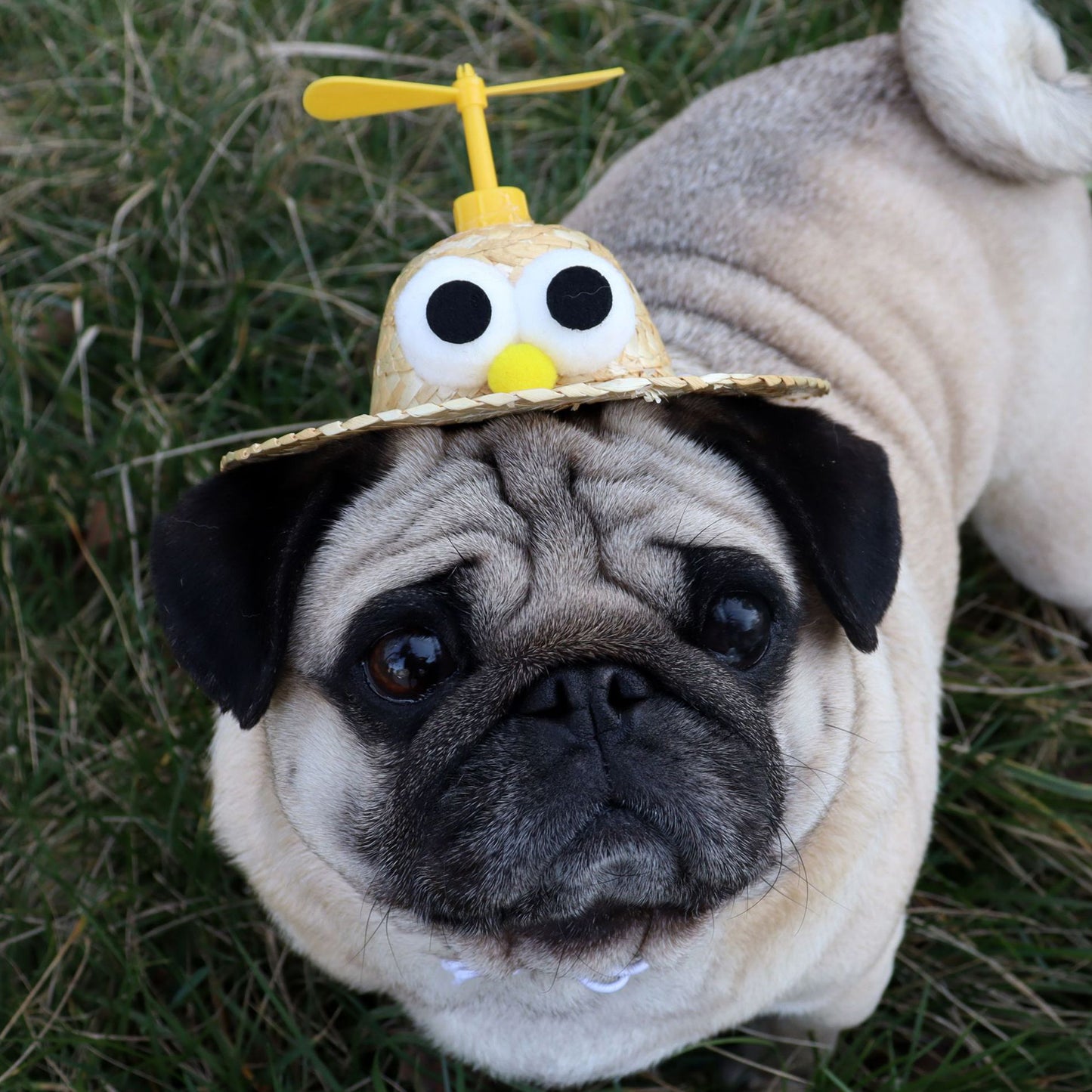 Pet Straw Hat Dragonfly Style Mini Dog Sombrero